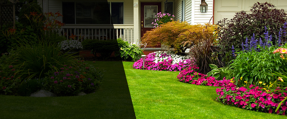 Verbena Landscapers